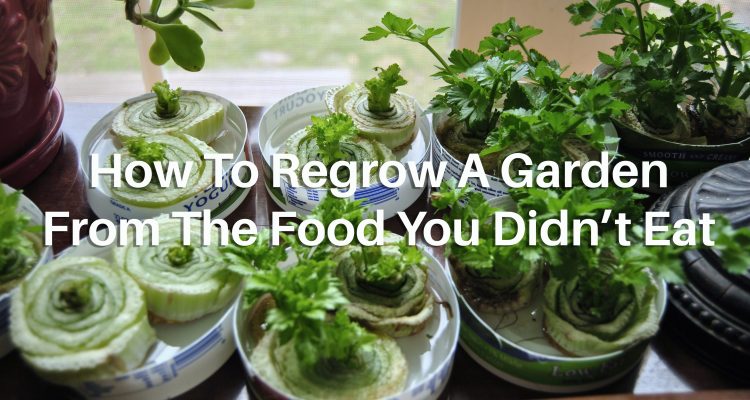 1_garden of food