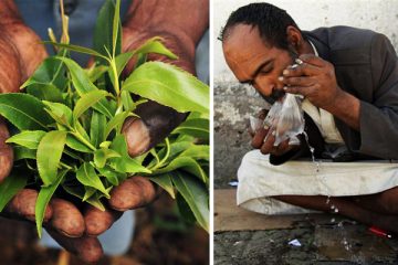 1_plant draining Yemen economy