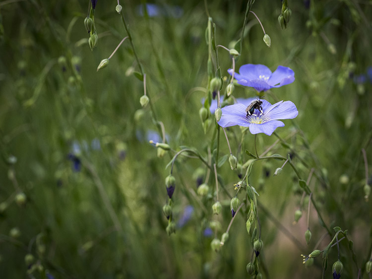 The Pollinator