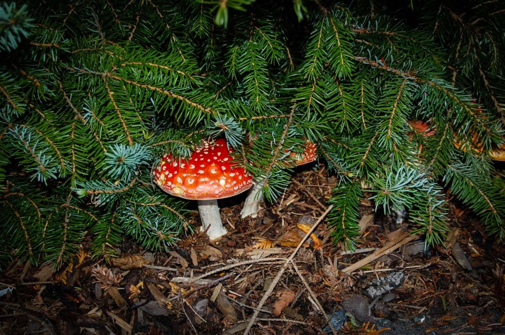 Siberian Mushroom Shamans Santa Claus_2