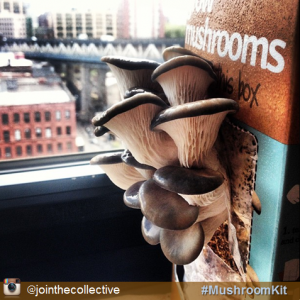 growing-mushrooms-in-coffee-grounds_3
