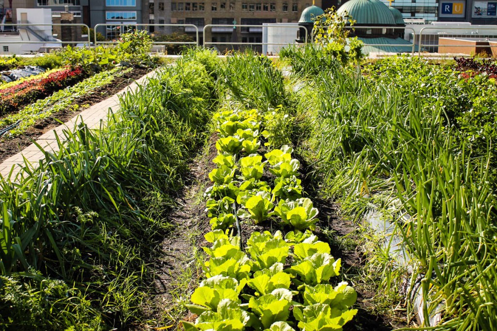 Urban Agriculture_Global Issues