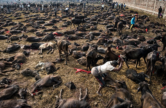 3_Gadhimai Festival