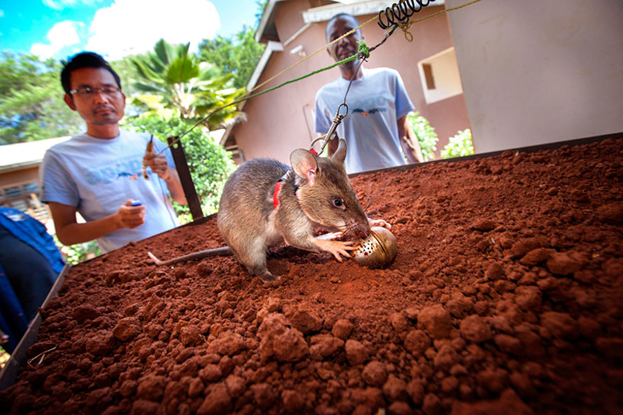 4_giant African pouched rat