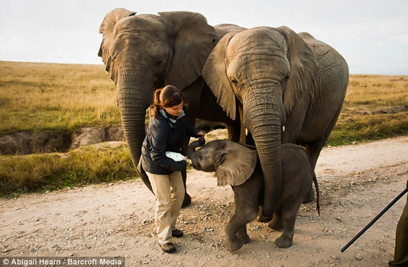 5_Earth’s sixth mass extinction