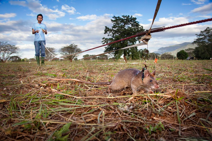 6_giant African pouched rat