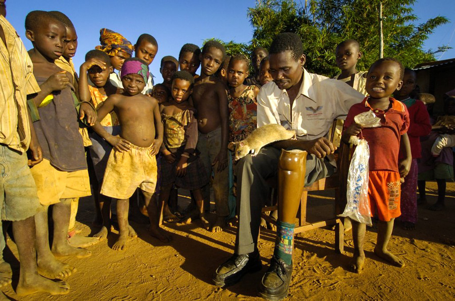7_giant African pouched rat