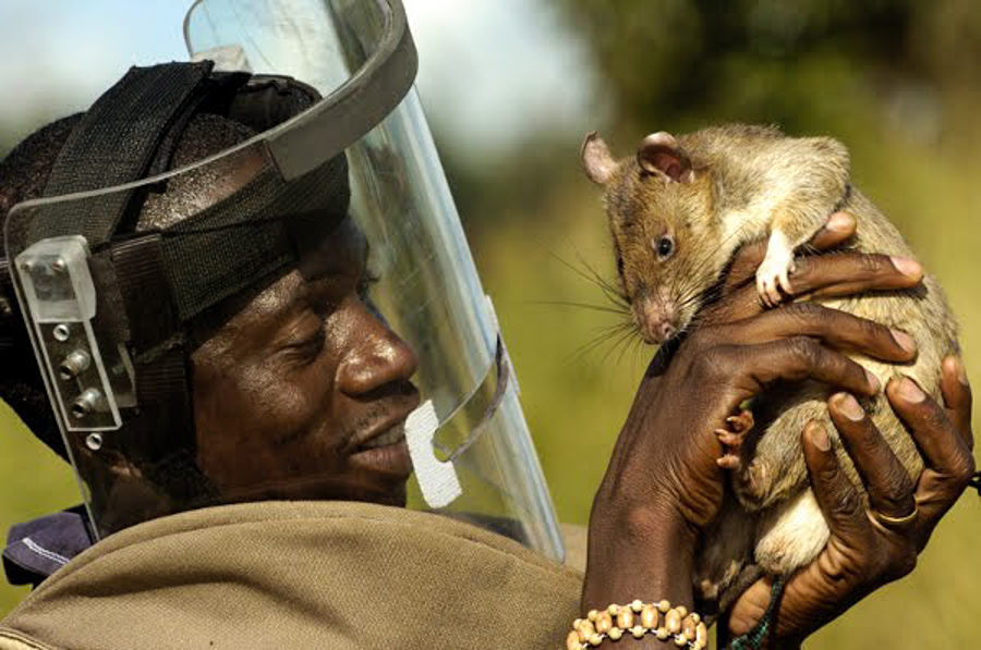 8_giant African pouched rat