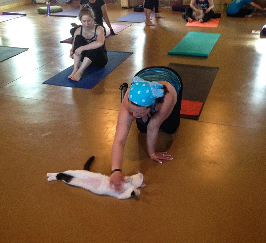 8_yoga cats