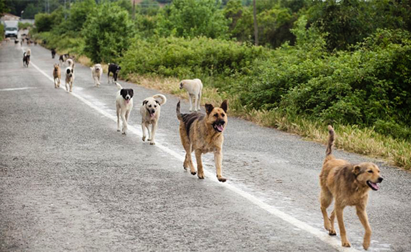 1_animal feeding machine