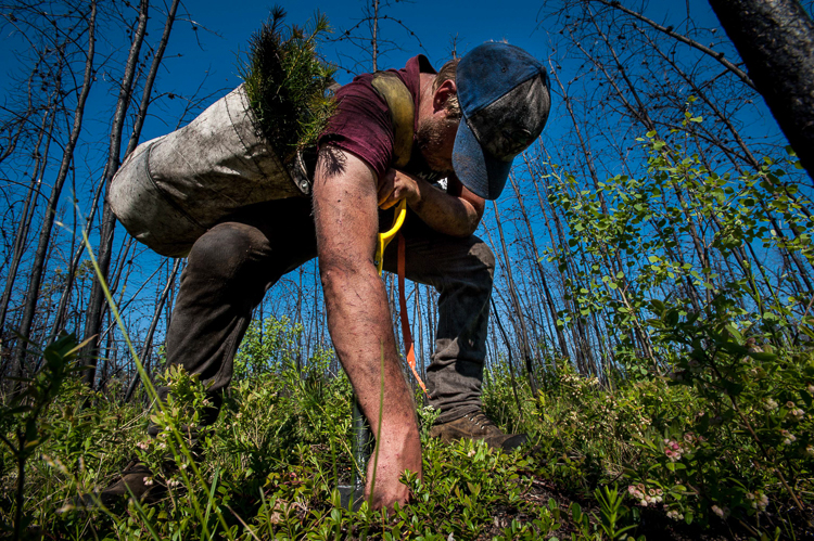 Planting trees in the forest will help you embrace your inner hippie