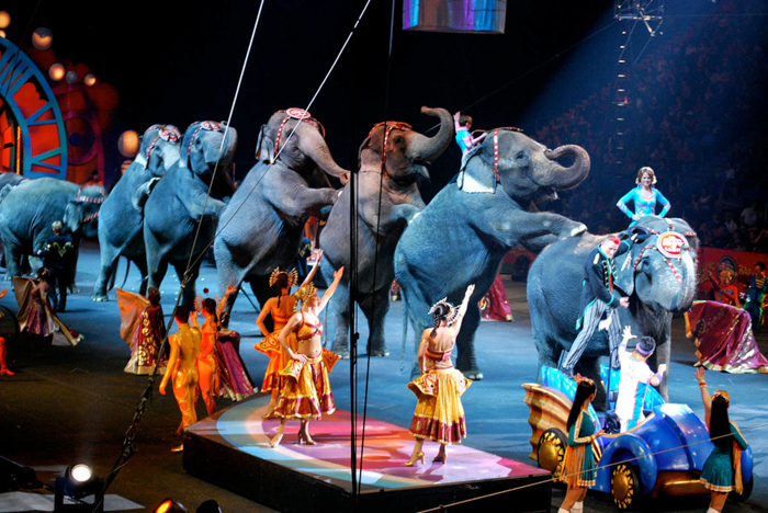 3_Netherlands ban circus animals