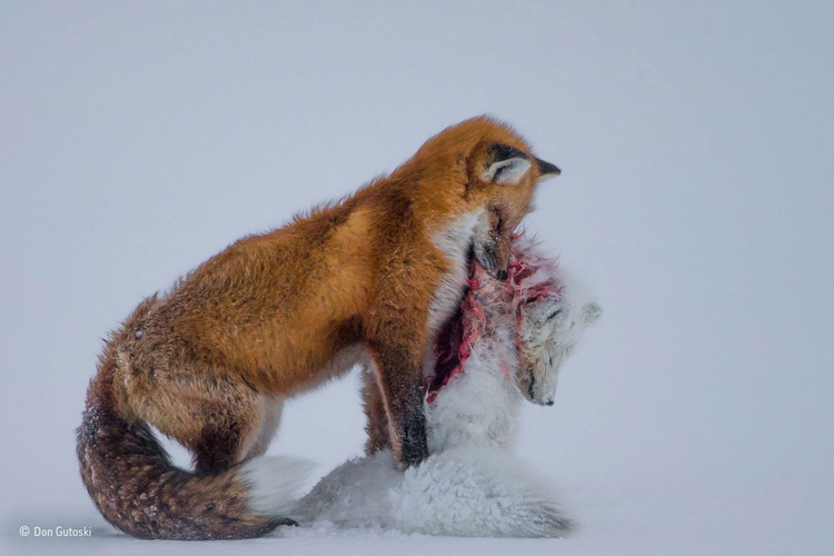 2_2015 Wildlife Photography winners