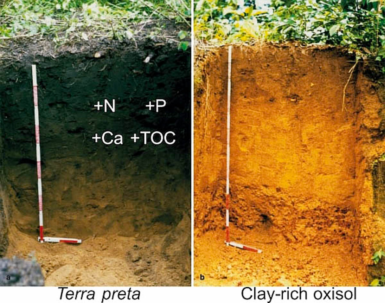 Banket consultant wraak This man-made super-soil is how ancient Amazon civilizations bio-designed  12% of the rainforest