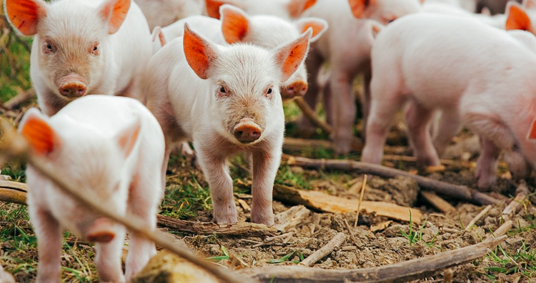 2_eating bugs instead of meat