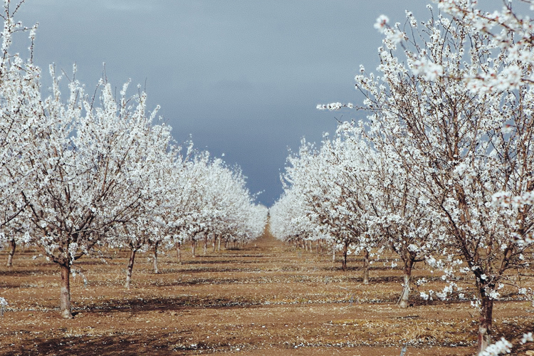 4_Drinking almond milk