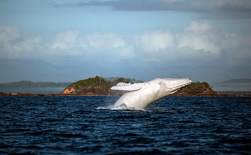 4_world’s last all-white humpback whale