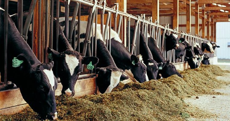 6_eating bugs instead of meat