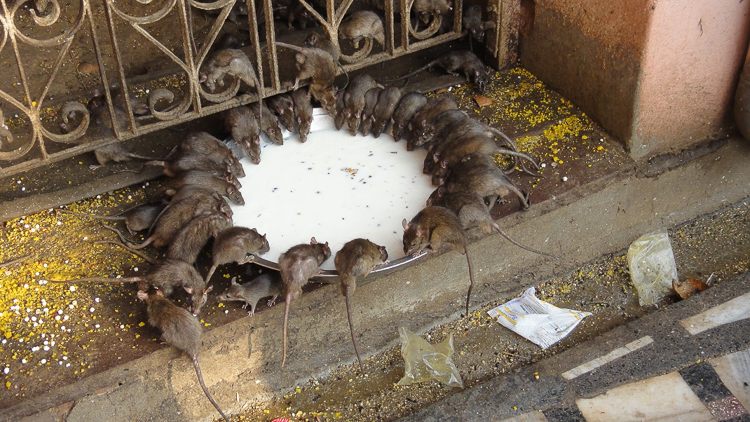 4_Indian temple rats
