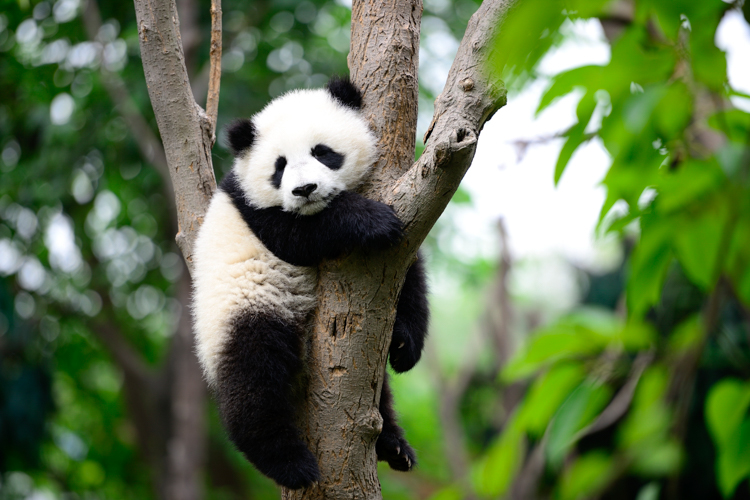 3_get paid $32,000 to cuddle with baby pandas all day