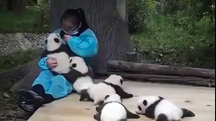 4_get paid $32,000 to cuddle with baby pandas all day