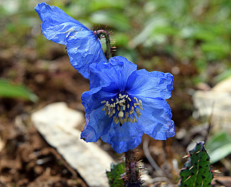 2_Himalayan blue poppy