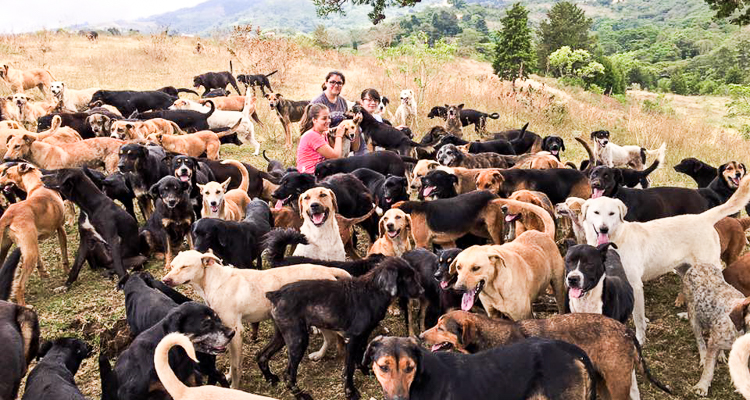 3_Costa Rica’s Land of the Stray Dogs