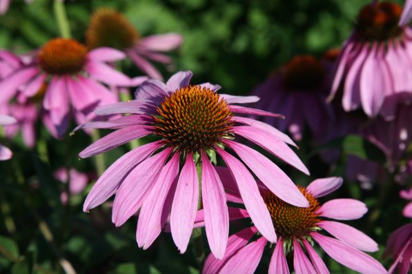 10 unknown natural aphrodisiacs that will make you horny AF